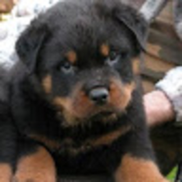 Meet your Posher, Kasey - Picture 1 of 1